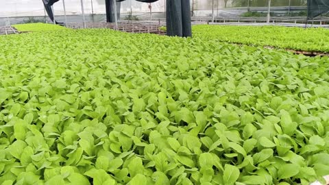 vegetable nursery