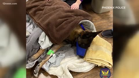 Phoenix Police K9 Takes Bullet, Saves Human Officers