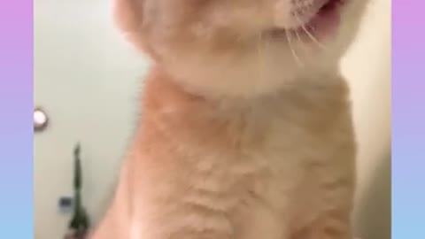 Cut cat funny clip,new cat video