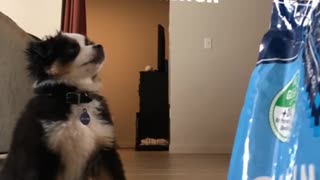 Impatient puppy struggles to sit for treats