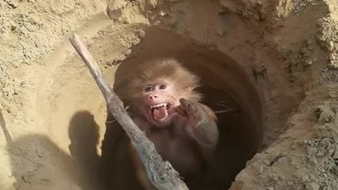 The baboon fell into the pit and cried like a child