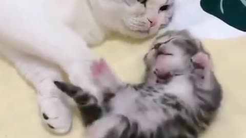 Mother Cat Hugs Kitten