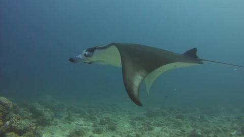 Diving with manta ray