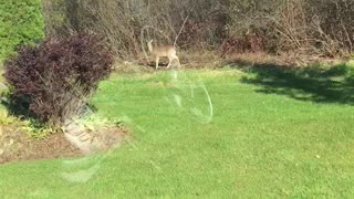 Deer having a snack