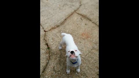 Puppy Indy welcoming me home