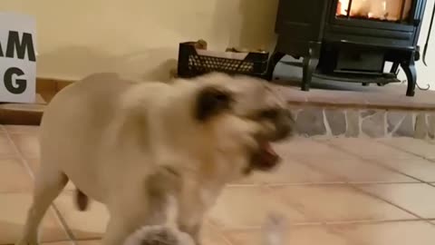 Pug and Catfight