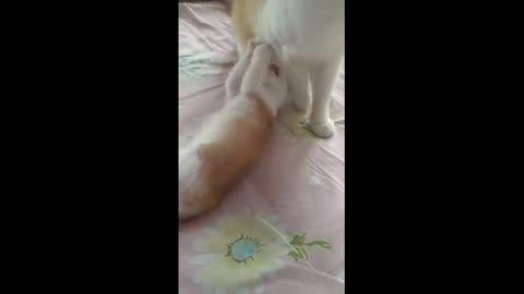 Sweet cat playing his mom,,,Funny video 2022