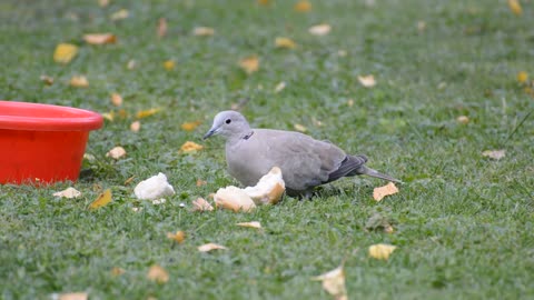 bird-chick-swim-water-bird-coot