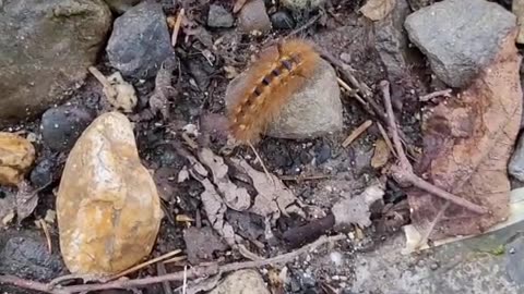 Caterpillar in Kamikochi Nagano