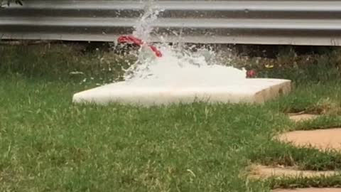 Squirrel gun vs Water balloon