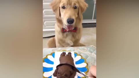 Dog reacting dog cake cutting run to fast