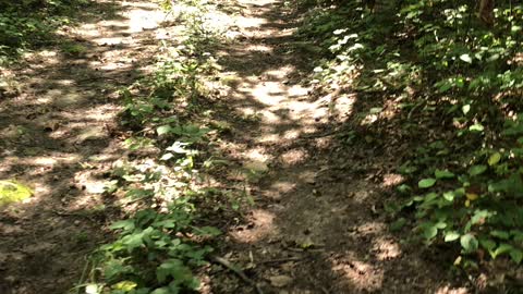 Kentucky horses out in the woods