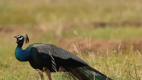 10 Most Beautiful Peacock Breeds in The World, Knowledge Junction, #Rumble