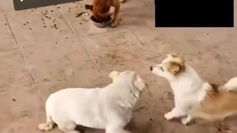 Dogs fight over the food bowl while the smart one goes there and eats everything... hahaha