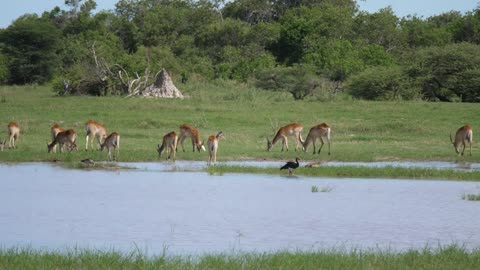 A herd of antelope around a pond at Moremi Game Reserve in Botswana