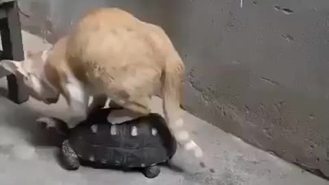 Adorable turtle let the cat ride his back