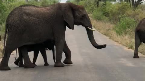 Kruger National Park safari