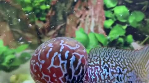 Lou han fish (flowerhorn) 4