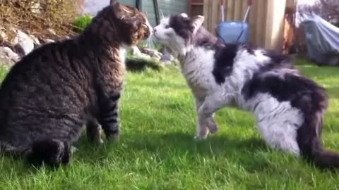 Cats Fight like beasts