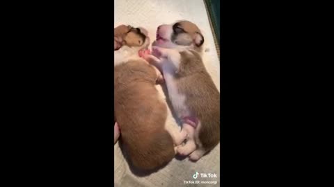 The Cutest Sleeping Pets!