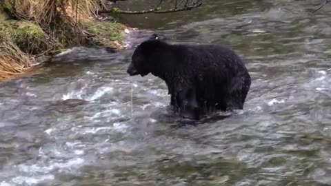 A bear fishing in the vally