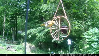 Hickory Creek - American Goldfinch, House Finch, Baltimore Oriole