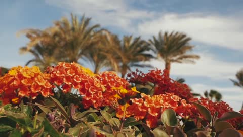 Tropical Orange Flowers