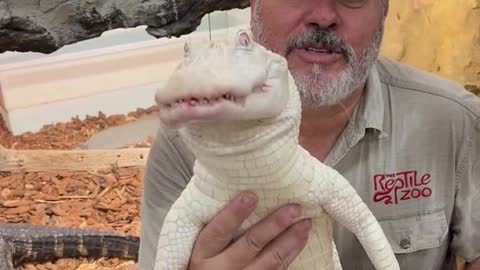 Albino American alligator love their food