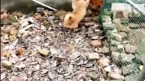 Chicken vs Dog fight for laugh 🤣🤣