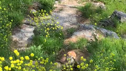 A cat sitting on a stone