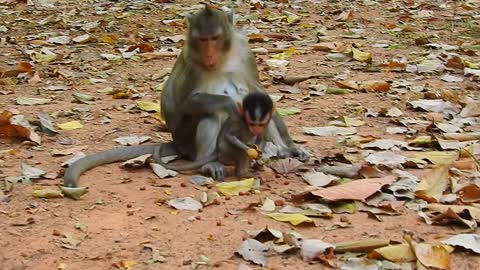 Small baby monkey hungry milk , love animals