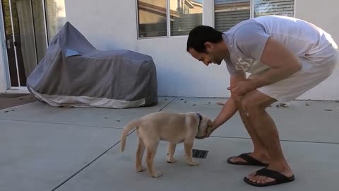 Labrador puppy learning and performing training commands