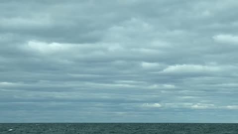 seagulls and waves