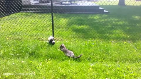 Baby Skunks Trying To Spray - Funniest Compilation