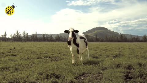 funny cow dance 2021