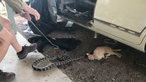 Python Kills Cat