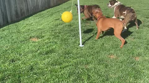 Boxers Have Blast Playing Tetherball