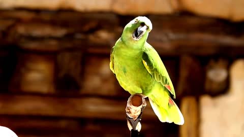 #Singing​ Talking Laughing Funny Smart Clever #Parrots​ Viral Video Compilations