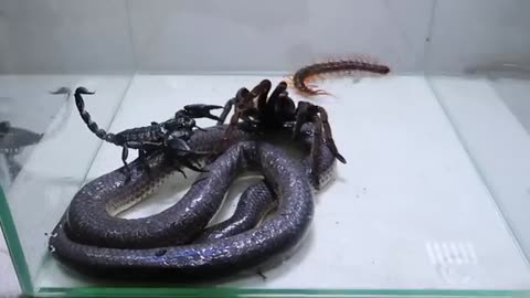 Fight of poison snake scorpion tarantula#2023