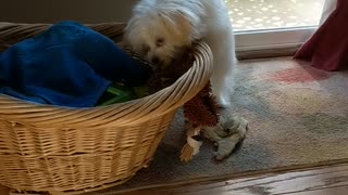 Pup Gets Toy Stuck. See How She Solves This Problem.