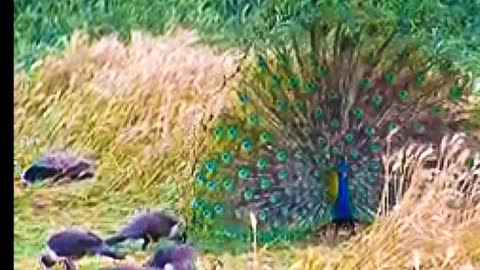 Beauti full peacock Dance video please open video.2022