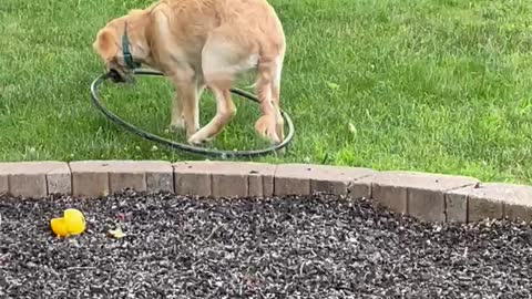 I puppy CAN hula hoop!!!