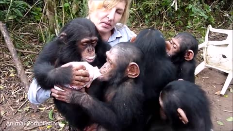 Cute Baby Chimpanzees - Cutest Compilation