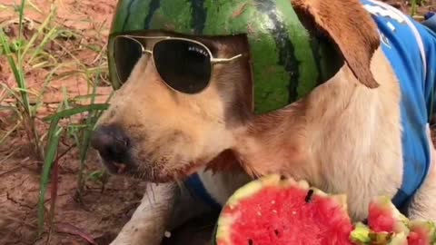 Eat watermelon in summer