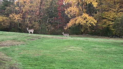 Four-legged Visitors