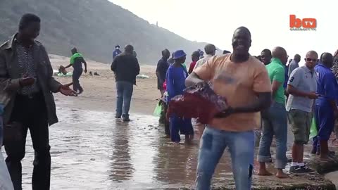 beached whale 🐋 carcass turn apart by local people