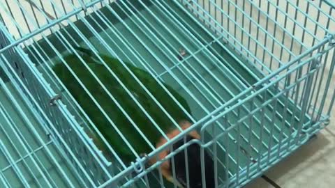 Clever Birds Make Great Escape Artists