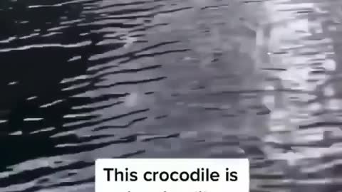 crocodile swimming with dolphin