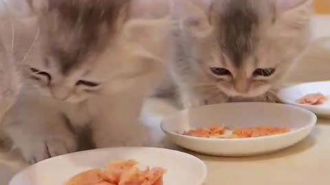 Cute little kittens looking for food #cat