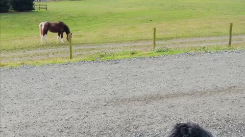 The pooches and I on theTrans Canada trail